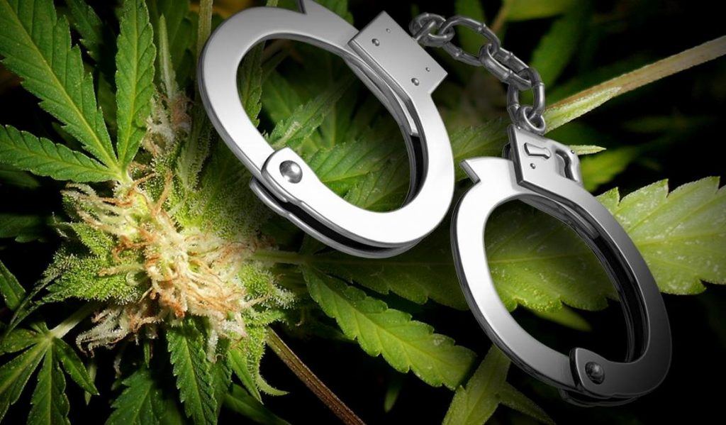 Λαμία: Η αποθήκη ήταν γεμάτη γλάστρες με χασίς