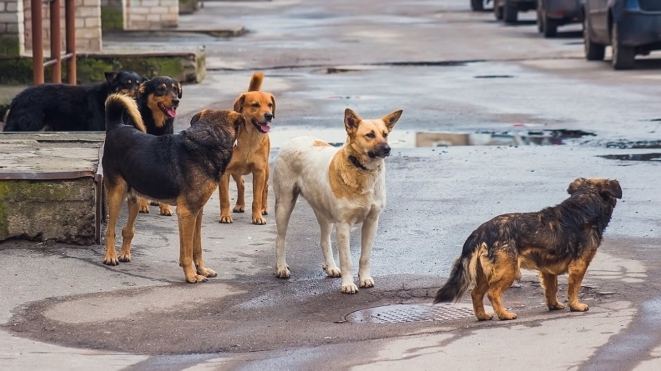 Αγέλη αδέσποτων σκύλων επιτέθηκε σε φύλακα στη Λαμία