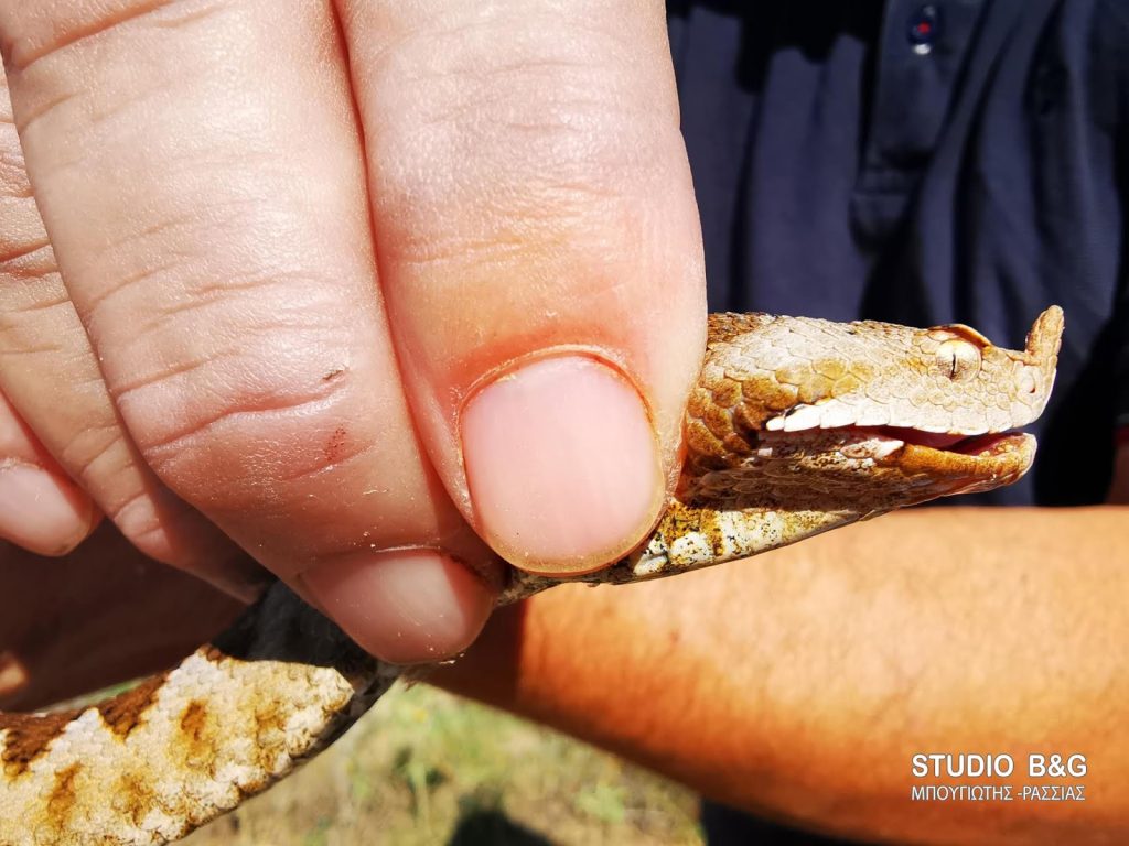 Ναύπλιο: Αγρότης έσωσε οχιά και την άφησε ελεύθερη (βίντεο)