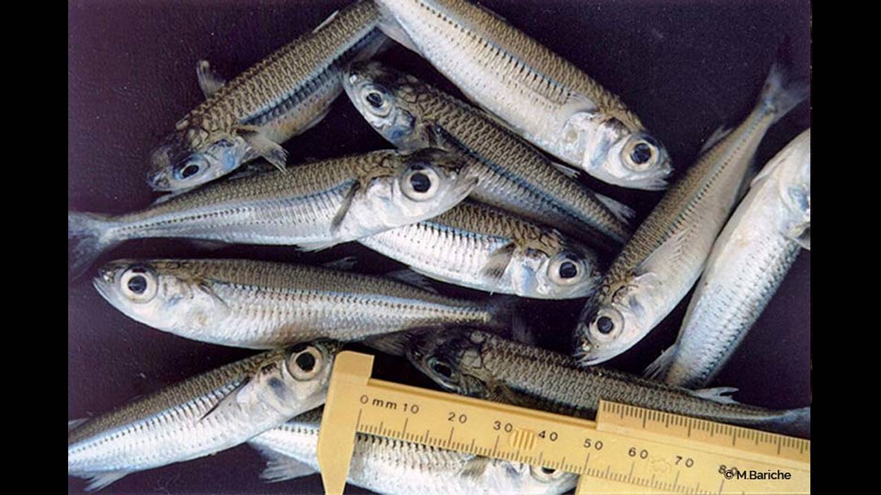 Συναγερμός στις ελληνικές θάλασσες: 280 είδη ψαριών «ξένοι εισβολείς»