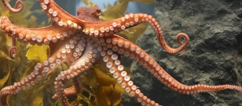 Γιγαντιαίο χταπόδι καταπίνει δύτη – Το βίντεο που έγινε μέσα σε λίγες ώρες viral σε όλο τον κόσμο (βίντεο)