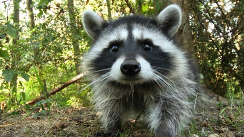 Ρακούν εκπαιδεύεται από σκύλο – Το βίντεο που κάνει τον γύρο του διαδικτύου (βίντεο)