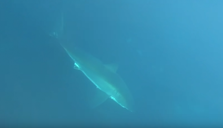 Γενναίος ψαροντουφεκάς κατατροπώνει λευκό καρχαρία (βίντεο)