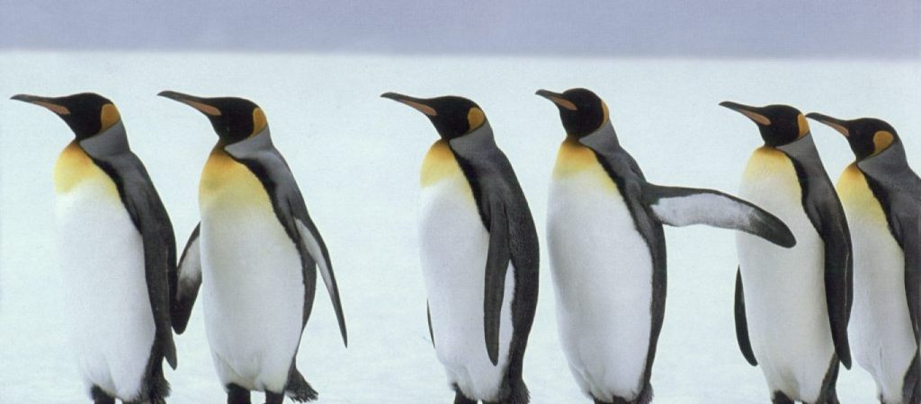 Σήμα κινδύνου για τον πληθυσμό των αυτοκρατορικών πιγκουίνων – Θα έχουν εξαφανιστεί μέχρι το 2100