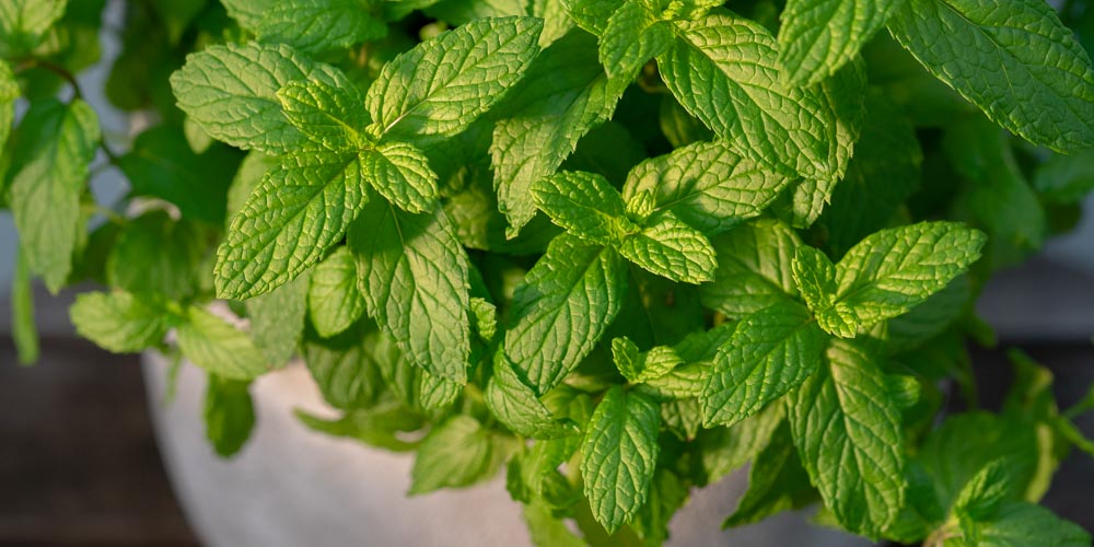 Δυόσμος: Η ιστορία του και οι πολλές του χρήσεις