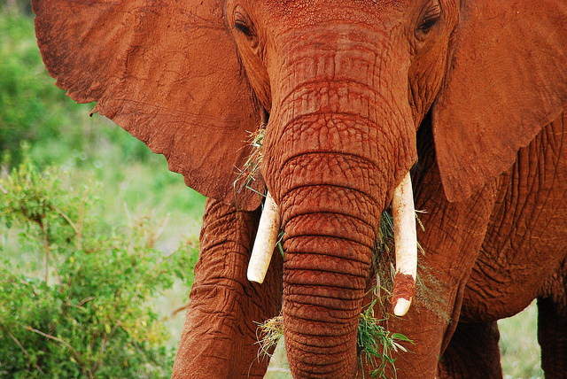 Ασυνήθιστοι κόκκινοι ελέφαντες στην Κένυα – Πως εξηγείται αυτό το φαινόμενο; (φωτο)
