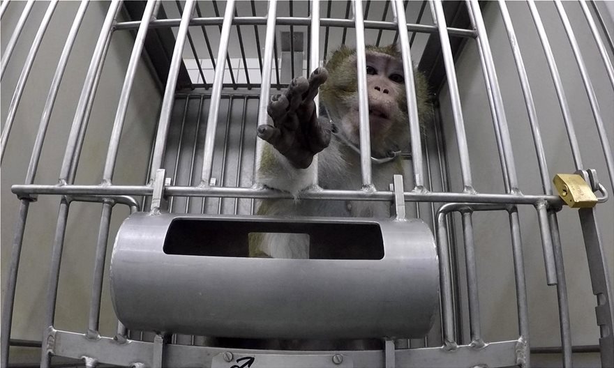 Φρίκη στη Γερμανία: Σκληρές εικόνες από πειράματα σε ζώα (βίντεο)