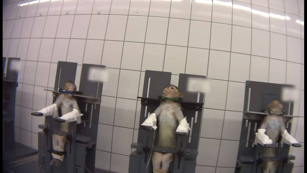 Σάλος στη Γερμανία από σκληρό βίντεο που δείχνει βασανιστήρια σε πειραματόζωα (φώτο-βίντεο)