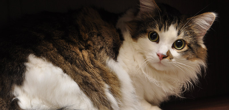 ΗΠΑ: Πατέρας και γιος αντί για ψάρια ψάρεψαν μία…γάτα (βίντεο)