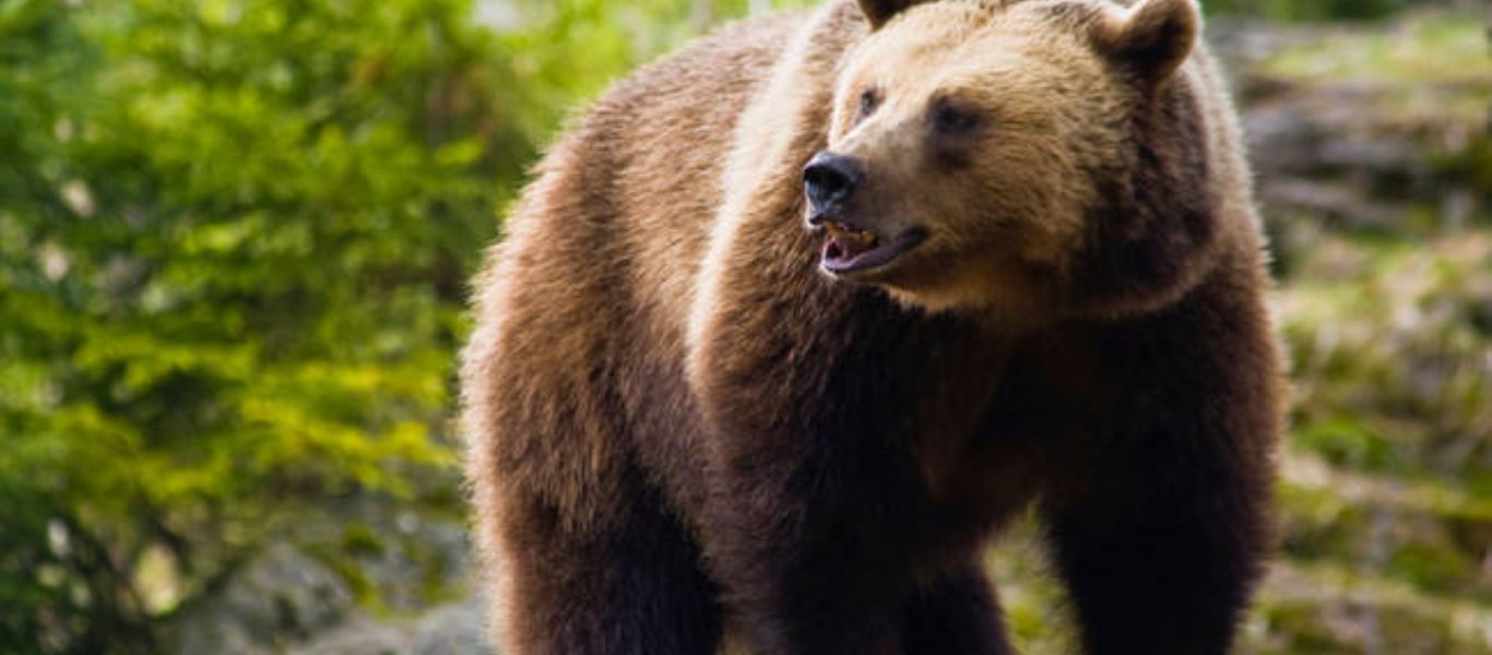 Βοσκός δέχθηκε επίθεση από αρκούδα – Από θαύμα γλίτωσε (βίντεο)