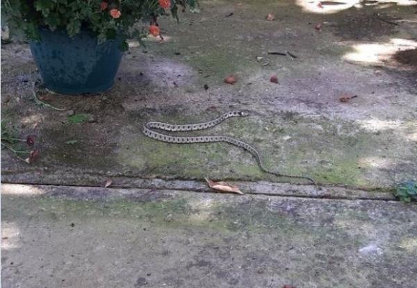 Λαμία: Η παρατεταμένη ζέστη… κάνει τα φίδια να συνεχίζουν τις βόλτες τους (φώτο)