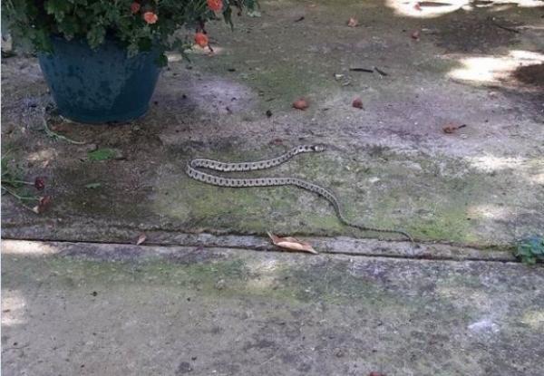 Λαμία: Η παρατεταμένη ζέστη… κάνει τα φίδια να συνεχίζουν τις βόλτες τους (φώτο)