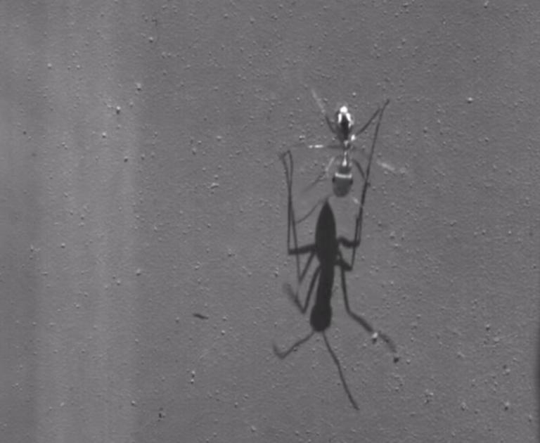 Αυτό είναι το πιο γρήγορο μυρμήγκι στην γη – Τρέχει με απίστευτη ταχύτητα (βίντεο)