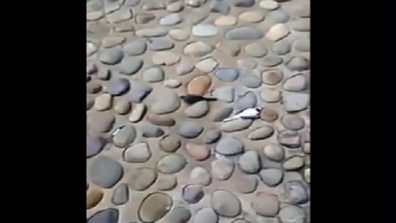 Τελικά το 5G ευθύνεται για το θάνατο δεκάδων πτηνών; (φώτο-βίντεο)