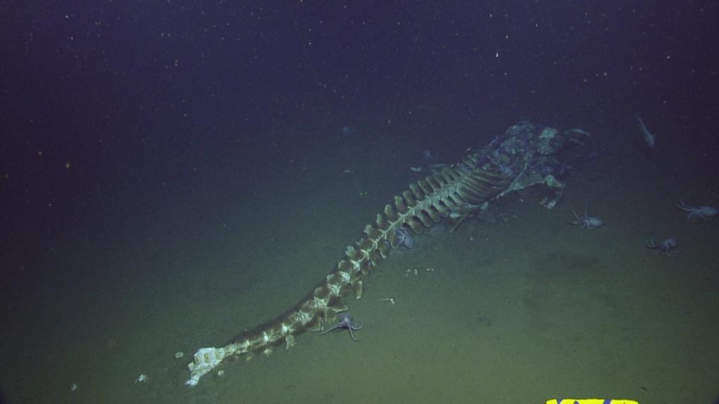 Χταπόδια και ψάρια καταβροχθίζουν φάλαινα – Eντυπωσιακές εικόνες (βίντεο)