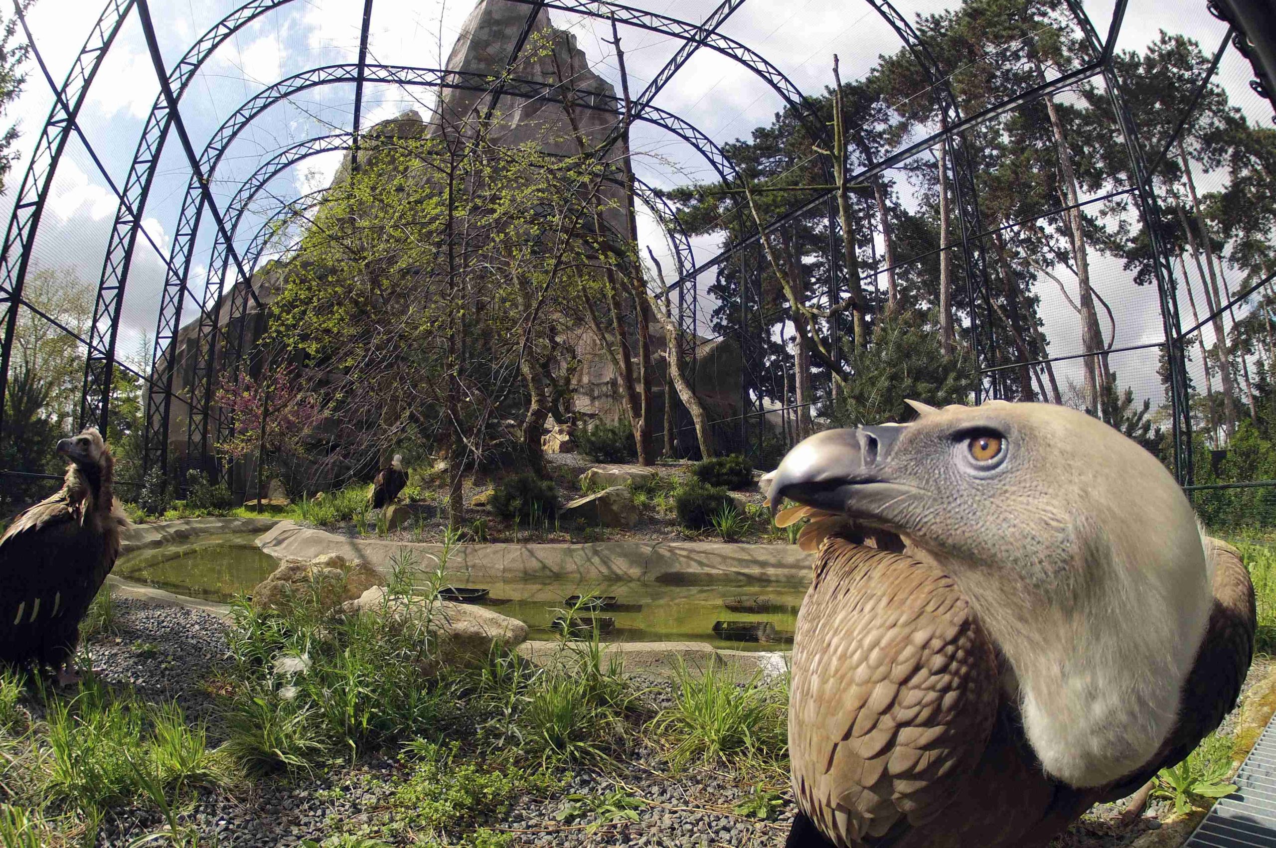 Το μυστήριο ζώο που εκτίθεται στον ζωολογικό κήπο του Παρισιού – Δεν έχει στόμα και μάτια