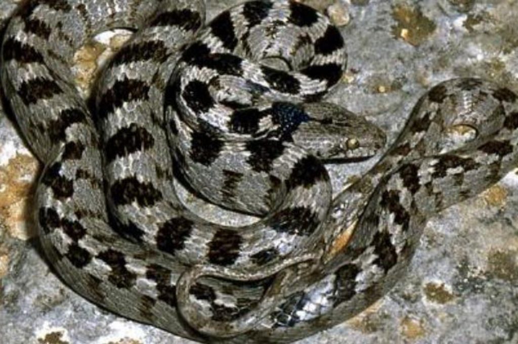 Τι είναι το αγιόφιδο και ποια η ιερή του παρουσία;