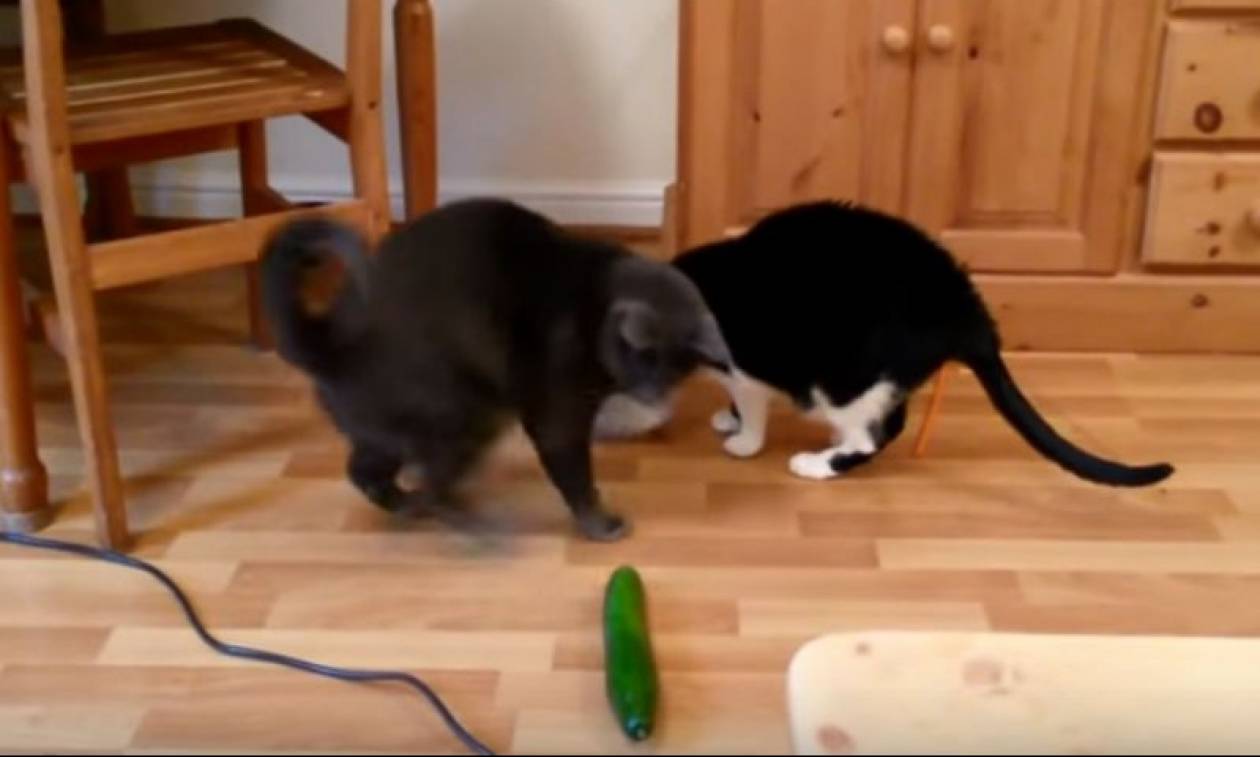 Oι γάτες τελικά φοβούνται τα αγγούρια; (βίντεο)