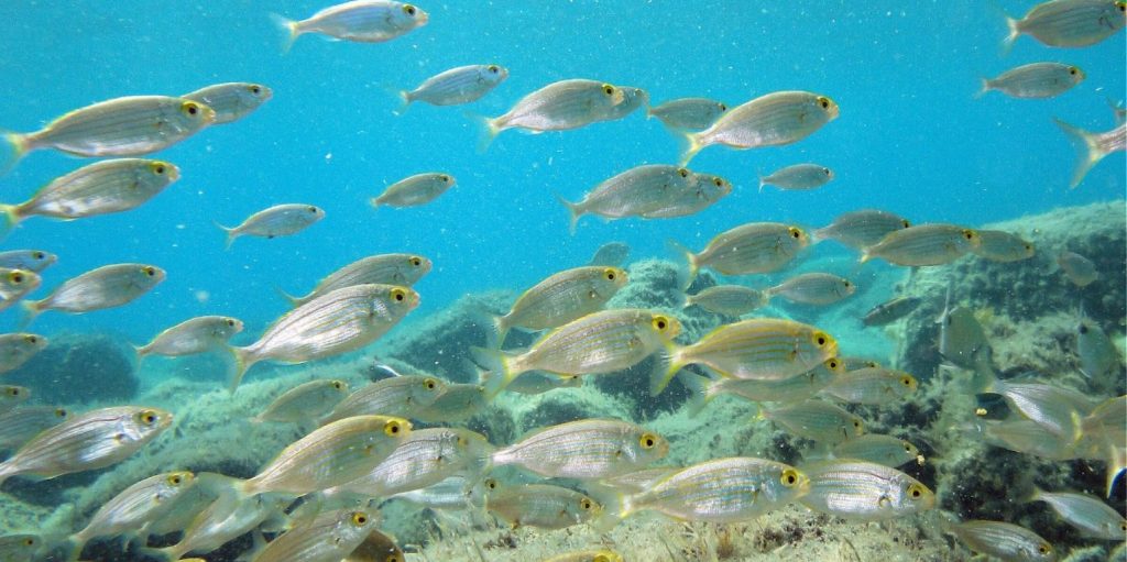 Χταπόδια και ψάρια τρώνε τα απομεινάρια φάλαινας – Ανατριχιαστικές εικόνες (βίντεο)