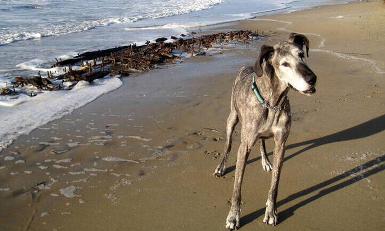 Έβγαλε βόλτα τον σκύλο του και ανακάλυψε το «Νεκροταφείο του Ατλαντικού» (φωτό)