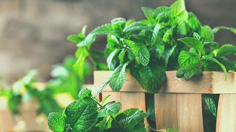 Πώς μπορείτε να διατηρείτε τα κομμένα μυρωδικά εκτός ψυγείου;