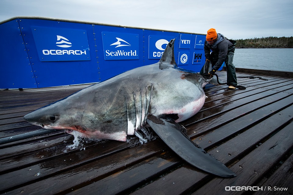 Λευκός καρχαρίας 4 μέτρων βρέθηκε χτυπημένος από κάτι μεγαλύτερο (φωτο)