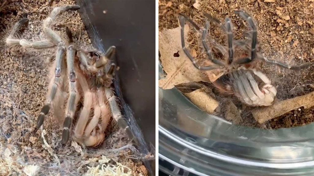 Δείτε πως αλλάζουν δέρμα οι τεράστιες ταραντούλες (βίντεο)