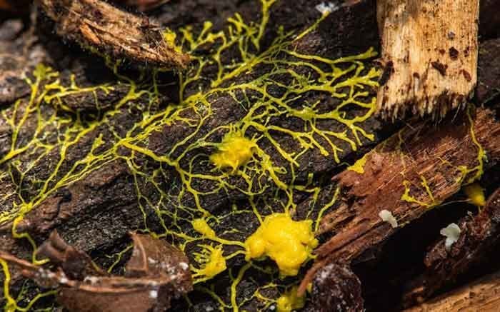 Μάζα: Το αρχαίο πλάσμα με 720 φύλα που ζει σε ζωολογικό κήπο του Παρισιού (φώτο)