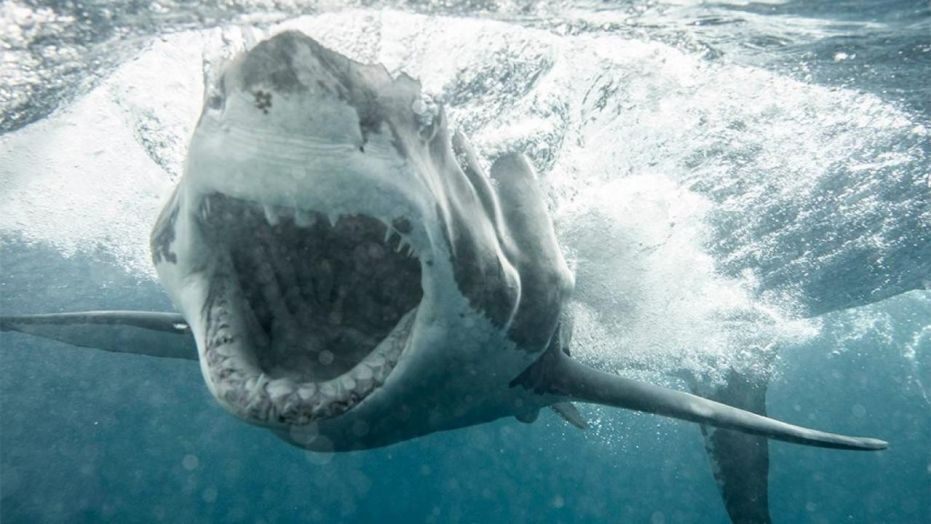 Λευκός καρχαρίας 5 μέτρων ορμάει σε κλουβί με δύτες – Δάγκωνε με μανία τα σίδερα (βίντεο)