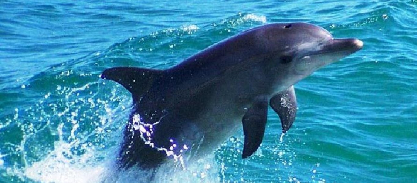 Νεκρό εντοπίστηκε δελφίνι στη Μαγνησία