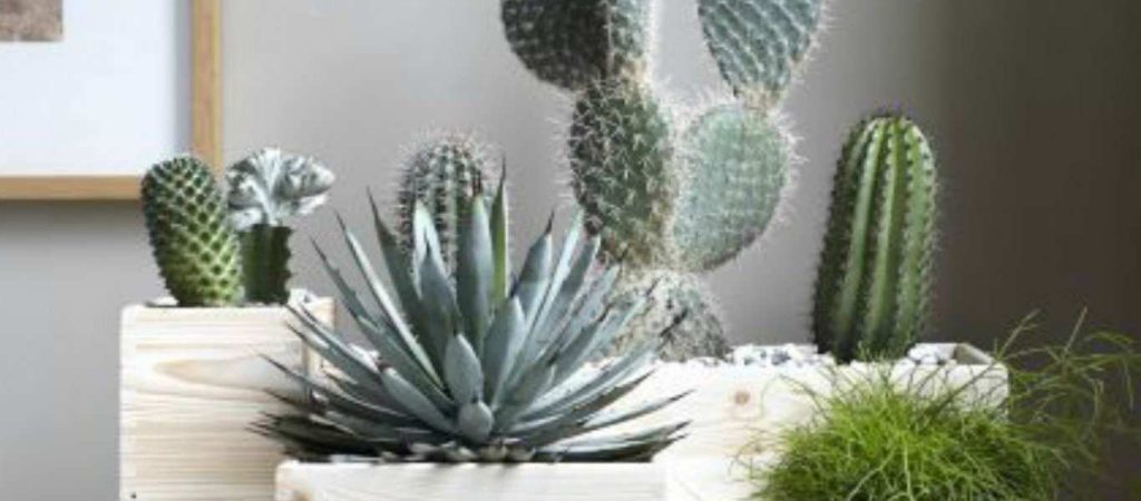 Έχεις αυτά τα 8 «γρουσούζικα» πράγματα στο σπίτι σου; – Απομάκρυνέ τα αμέσως