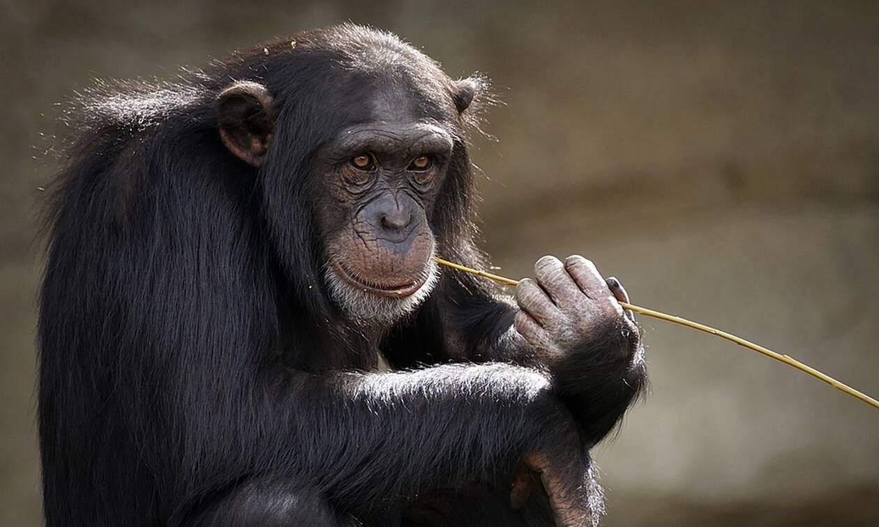 Ετοιμοθάνατος χιμπατζής συναντά φίλο του και «ζωντανεύει» ξανά (βίντεο)
