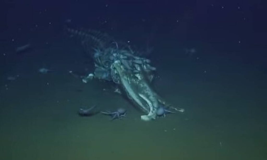 Απίστευτο θέαμα – Χταπόδια τρώνε το κουφάρι μιας φάλαινας (βίντεο)