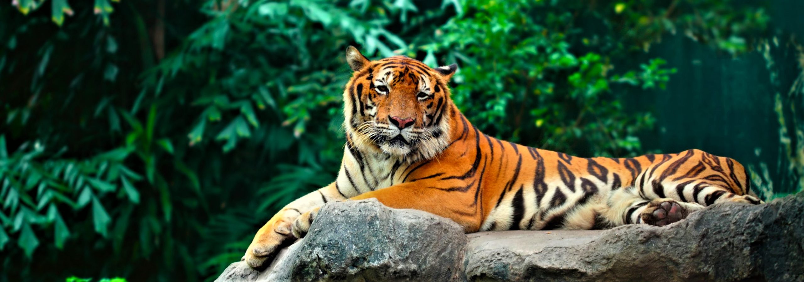 Έριξαν νερό με το λάστιχο σε μια τίγρη: Αυτό που ακολούθησε δεν το φαντάζεστε (βίντεο)