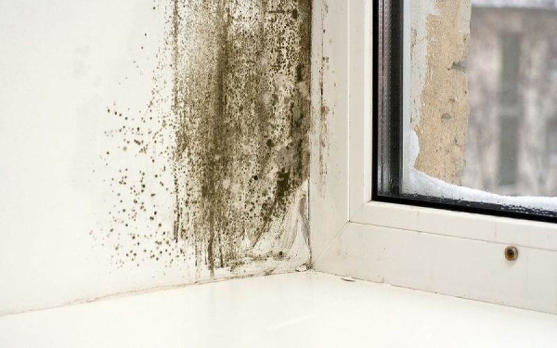 Πώς μπορείς να διώξεις την μούχλα από το σπίτι εύκολα;