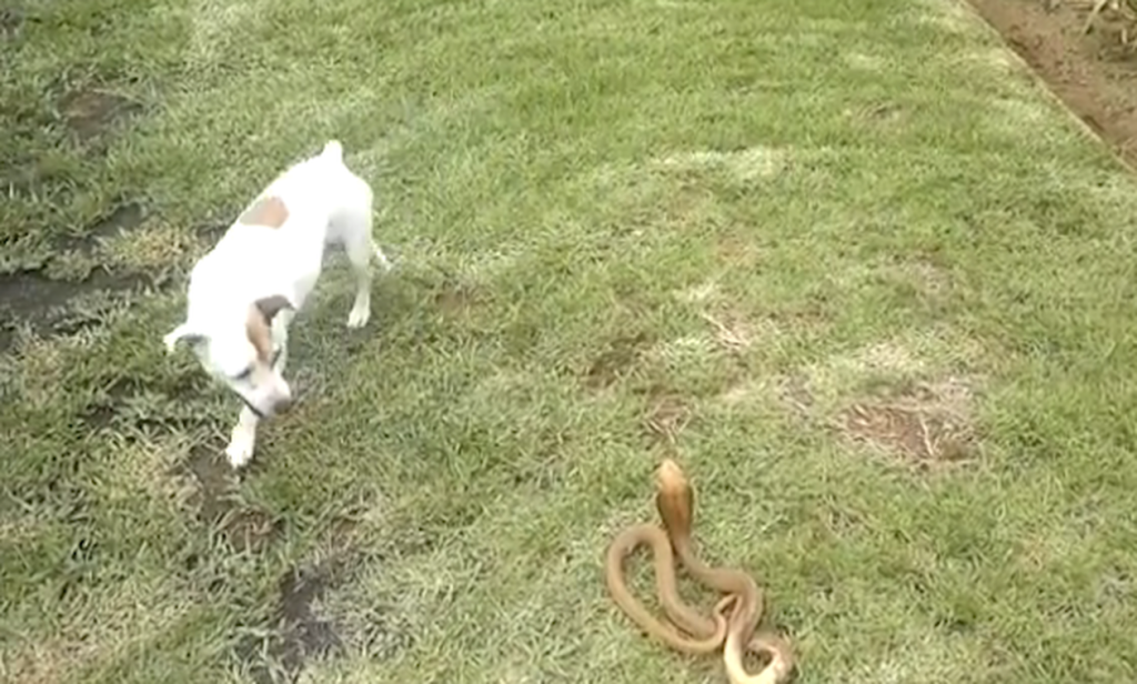 Σκύλος παλεύει με βασιλική κόμπρα για να προστατέψει την οικογένειά του (βίντεο)