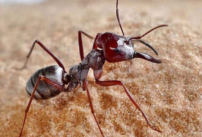 Ο Γιουσέιν Μπολτ των μυρμηγκιών