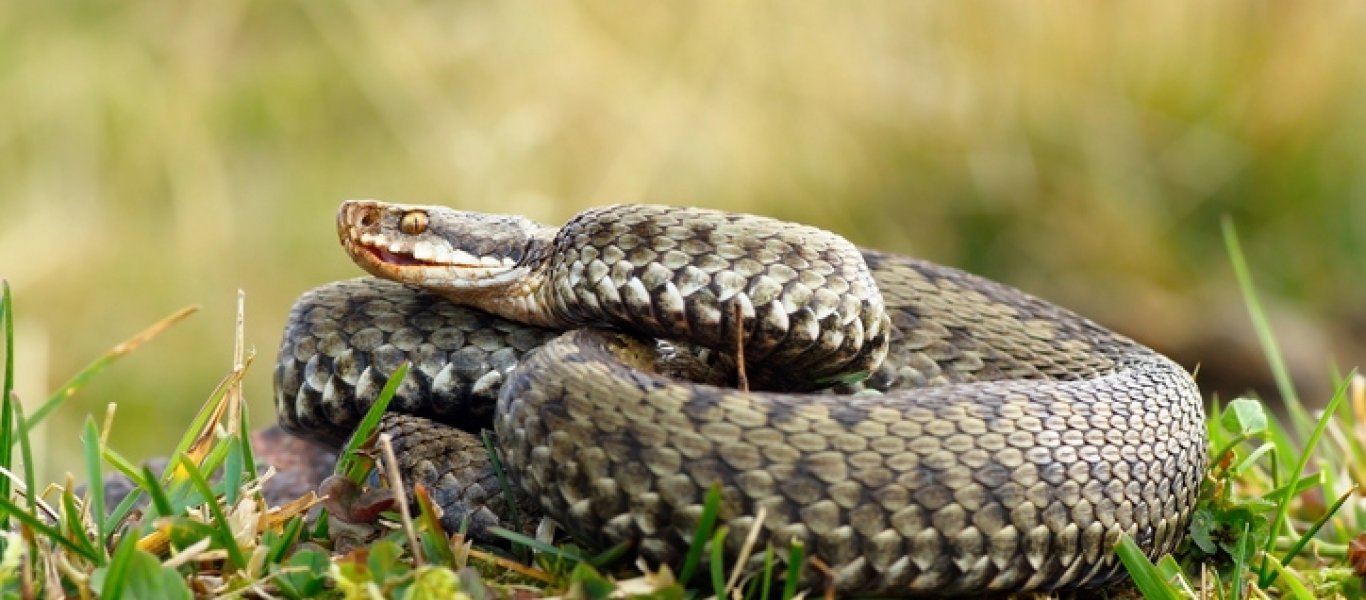 Δεν υπάρχει τίποτα πιο ανατριχιαστικό από ένα φίδι που τρώει ένα άλλο φίδι (βίντεο)