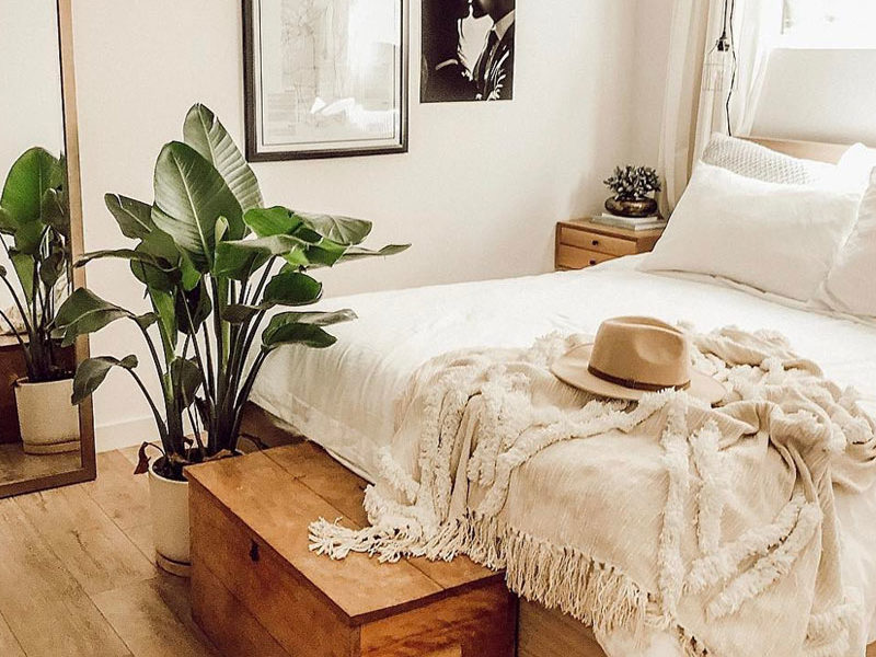 Ποια φυτά θα βάλετε στο δωμάτιό σας για να κοιμηθείτε άνετα;