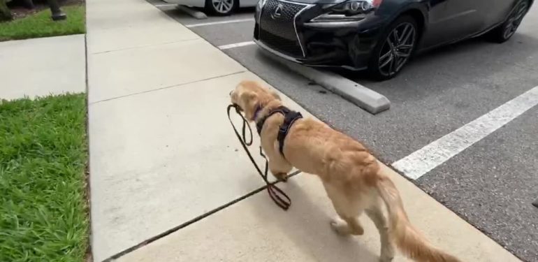 Σκύλος πιάνει το λουρί του και… παίρνει την κατάσταση στα χέρια του (βίντεο)