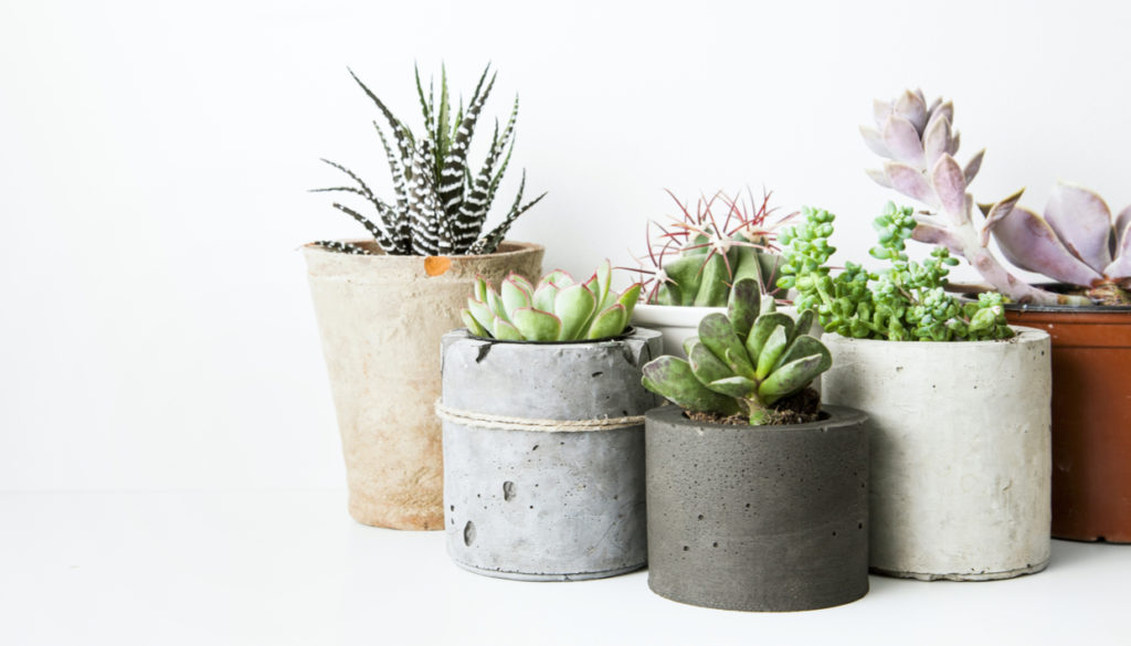 Ο λόγος που πρέπει να βάζετε λίγο καφέ στις γλάστρες σας