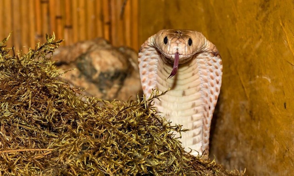 Η πλάκα με την κόμπρα στα Γιάννενα πήρε απρόβλεπτες διαστάσεις – «Δεν φανταζόμουν ποτέ ότι θα συμβεί κάτι τέτοιο»