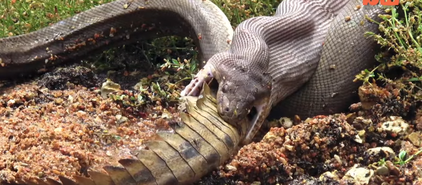 Φίδι καταπίνει ολόκληρο κροκόδειλο μετά από σκληρή μάχη (βίντεο)