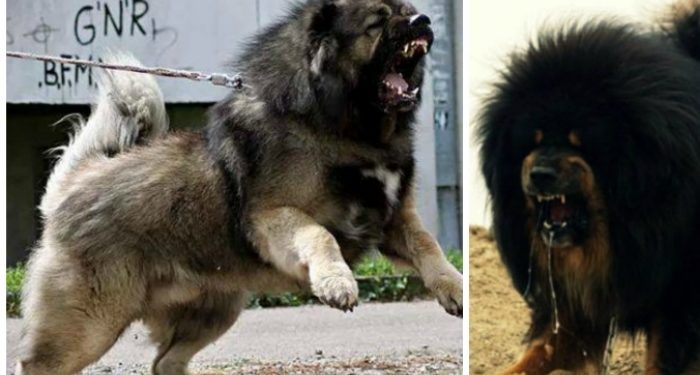 Αυτό το άγριο τσοπανόσκυλο θα σου «κόψει» το αίμα (βίντεο)