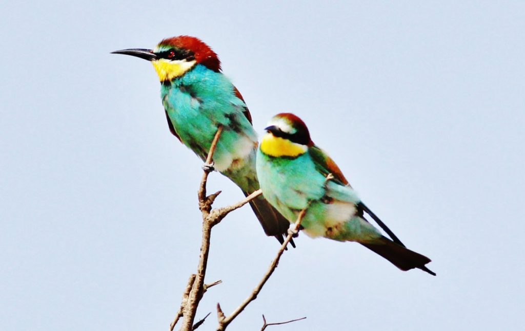Τα πιο παράξενα πουλιά του πλανήτη (φωτό)