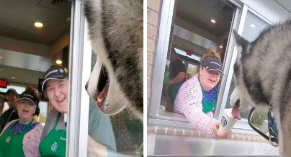 Αυτό το χάσκι ξέρει να ζει – Απολαμβάνει το καπουτσίνο του και τραβά τα βλέμματα (βίντεο)