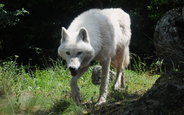 Κοζάνη: Λύκοι κατέβηκαν στην πόλη – Γίνονται νυχτερινές περιπολίες για την ασφάλεια των πολιτών