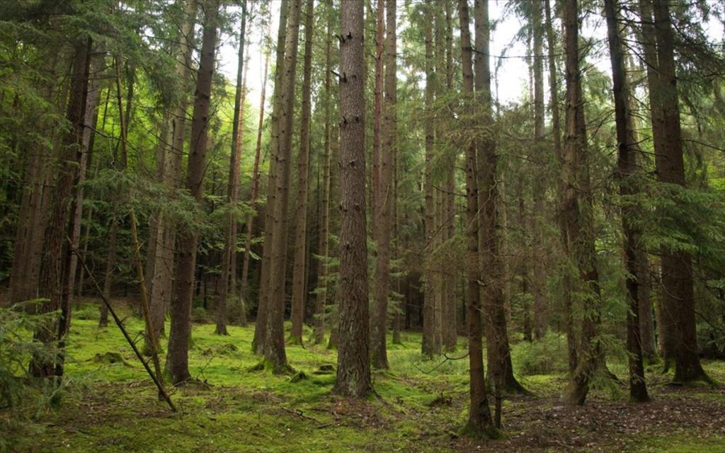 Με εξαφάνιση απειλούνται τα μισά δέντρα της Γηραιάς Ηπείρου