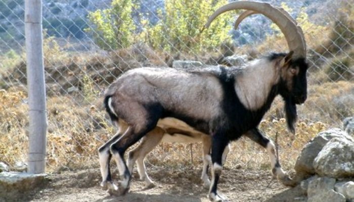 Κρι- Κρι: Ο θησαυρός της Κρήτης που κινδυνεύει με εξαφάνιση (φώτο-βίντεο)