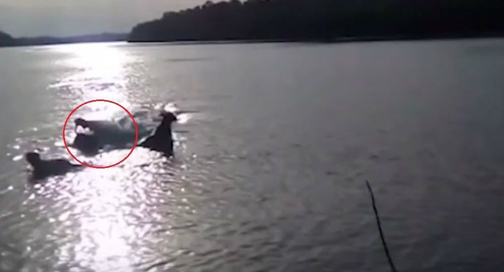 Συγκλονιστικές εικόνες – Κροκόδειλος εμφανίζεται από το πουθενά και καταπίνει έναν σκύλο (βίντεο)